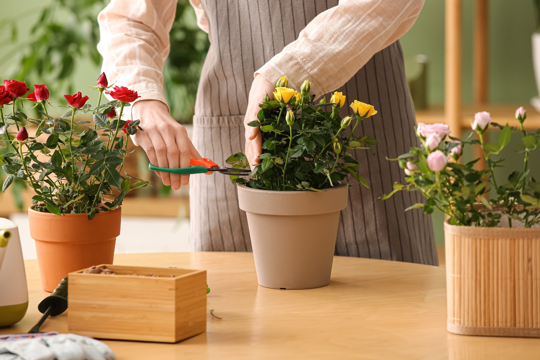 Taille de plantes d'intérieur